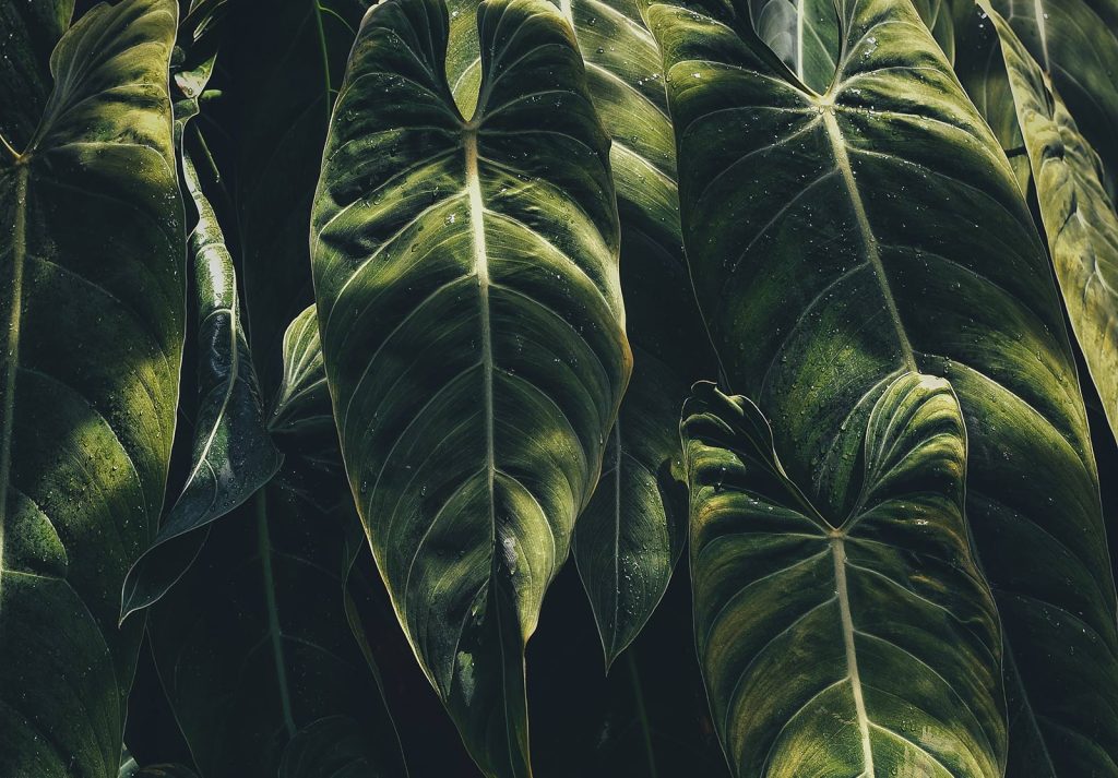 annie-spratt-wMqPJs2x0-A-unsplash-small